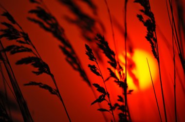 Günbatımı Arkaplanı