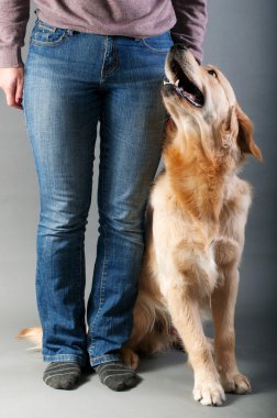 bir numara köpek