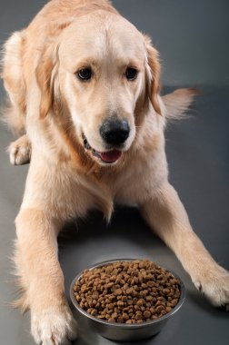 Petfood ile altın geri almak