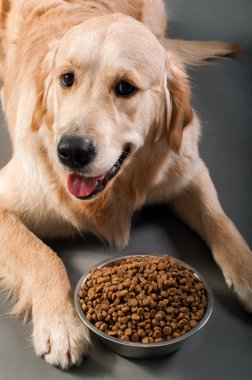 Petfood ile altın geri almak