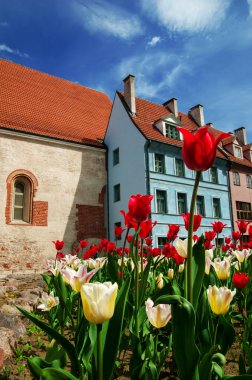 Lale ve cepheler eski evler Riga, Letonya