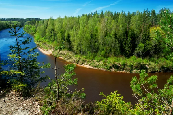 Río y bosque — Foto de Stock