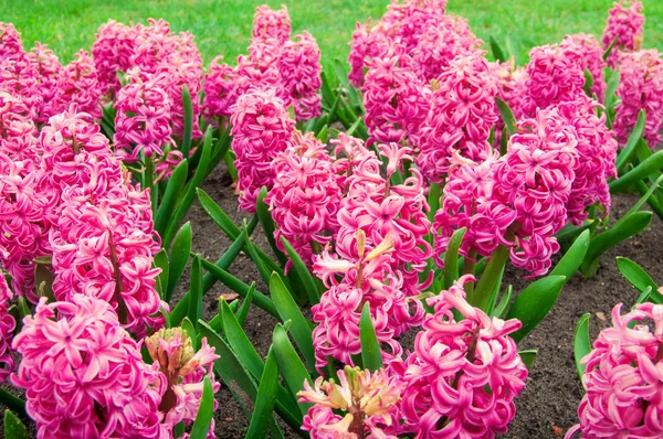 Kolorowe kwiaty Hiacynt — Zdjęcie stockowe