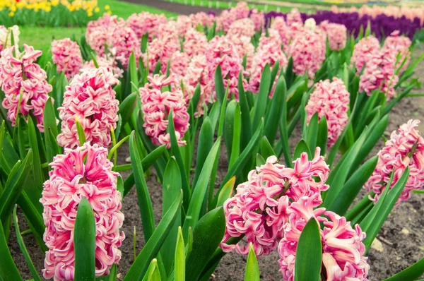Kolorowe kwiaty Hiacynt — Zdjęcie stockowe