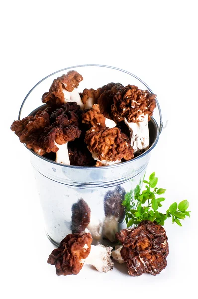 La Falso Morel (Gyromitra esculenta ) — Foto de Stock