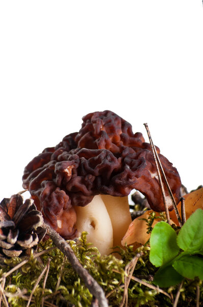 The False Morel (Gyromitra esculenta)