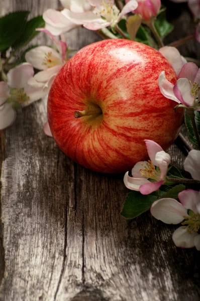 Flores de maçã e maçãs vermelhas maduras — Fotografia de Stock