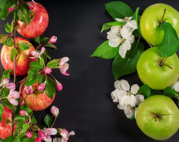 Manzanas y rosa primavera manzano flores frescas marco composición aislado Imagen De Stock