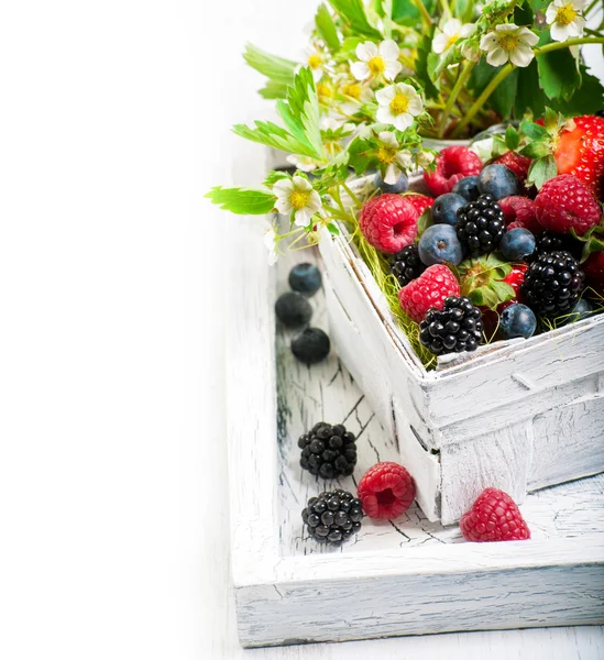 Berry Mix in basket — Stock Photo, Image