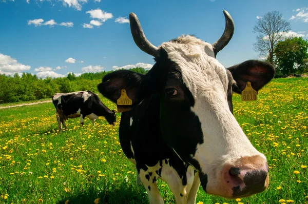 Portrait de vache Images De Stock Libres De Droits