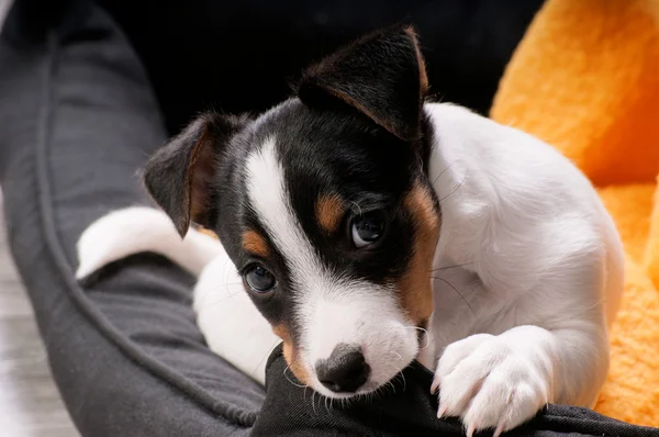 Jack Russell Terrier ve halter
