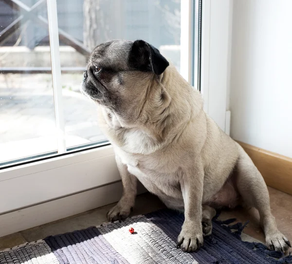 Retrato de un perro pug —  Fotos de Stock