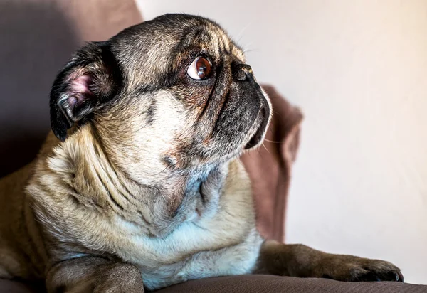 Portretul unui câine pug — Fotografie, imagine de stoc