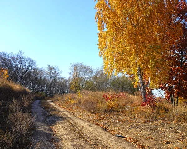 Floresta Outono Com Folhas Árvores Amarelas — Fotografia de Stock