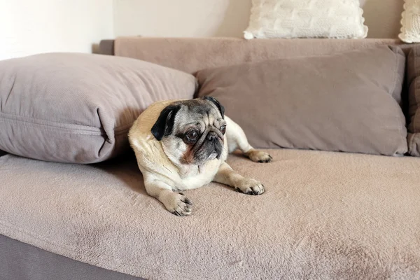 Pug Cão Bonito Deitado Sofá — Fotografia de Stock
