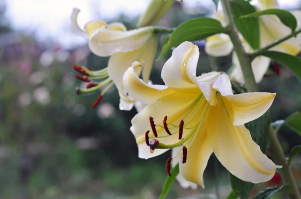 花园里的美丽的复活节百合 — 图库照片