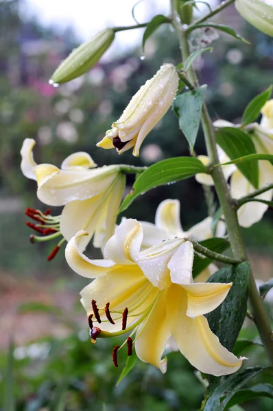 En vacker påsk Lilja i trädgården — Stockfoto