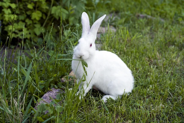 Белый Кролик Траве — стоковое фото