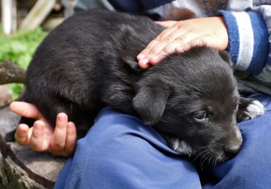 küçük bir çocuk ve bir köpek yavrusu
