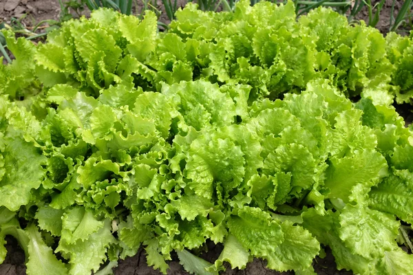 Close up of green lettuce. Concept of healthy lifestyle and dieting — Stock Photo, Image