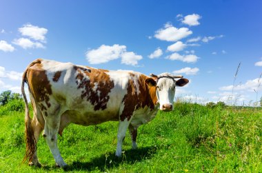 A curious dairy cow stands in her pasture clipart
