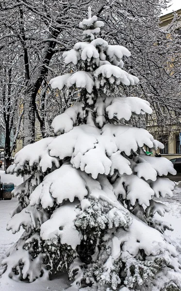 Snötäckta Träd Parken — Stockfoto