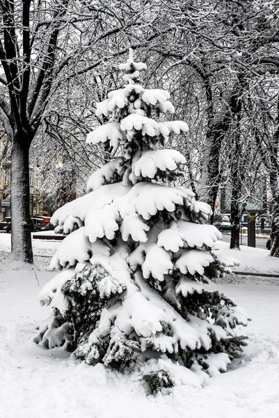 Snötäckta Träd Parken — Stockfoto