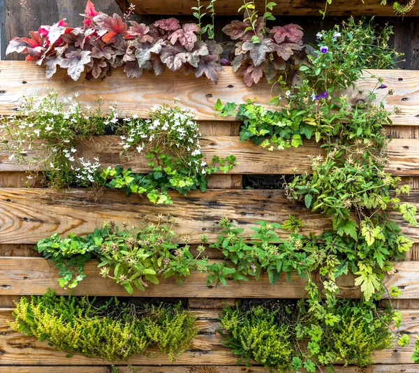 Vertical garden between wooden desk — Stock Photo, Image