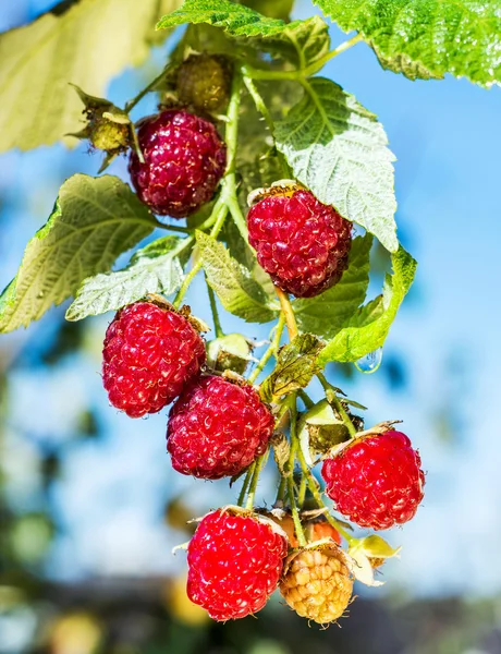 Raspberries — Stock Photo, Image