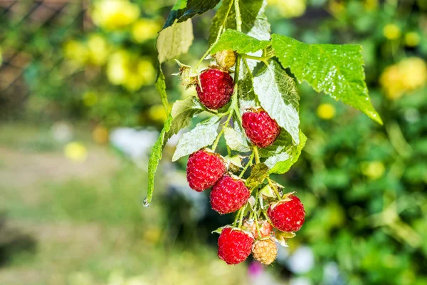 Raspberries — Stock Photo, Image