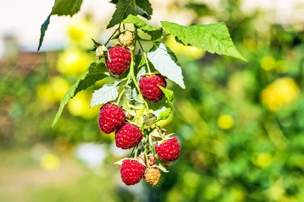 Raspberries — Stock Photo, Image