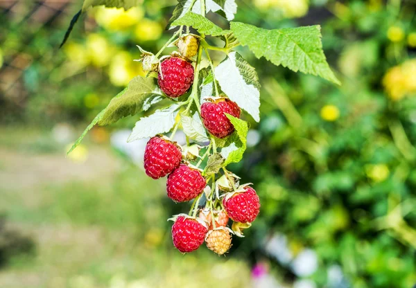 Raspberries — Stock Photo, Image