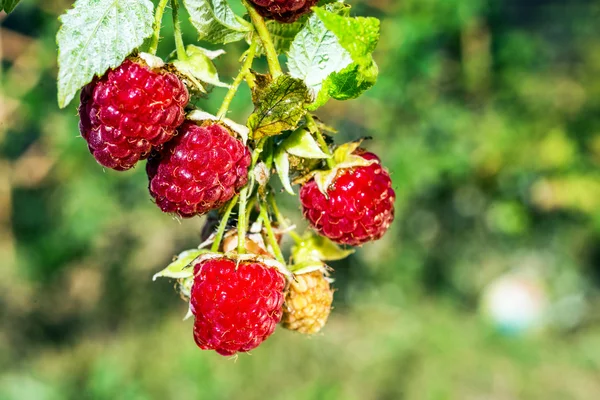 Raspberries — Stock Photo, Image