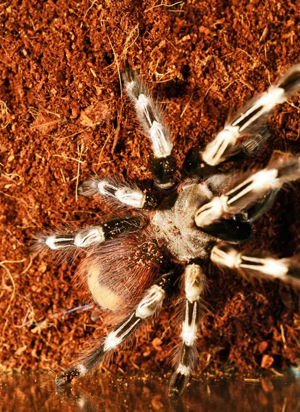 Goliath mangeur d'oiseaux araignée — Photo