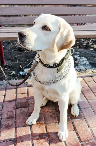 Labrador retriever — Stock Photo, Image