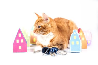 Kağıt ev, anahtarları ve komik kedi