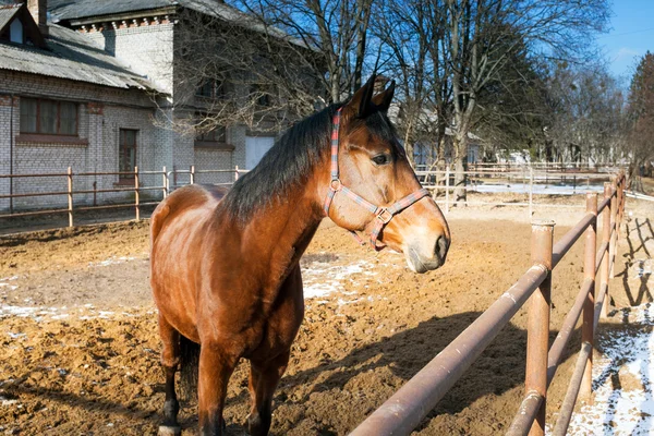 Horse on a summer pasture — Stock Photo, Image