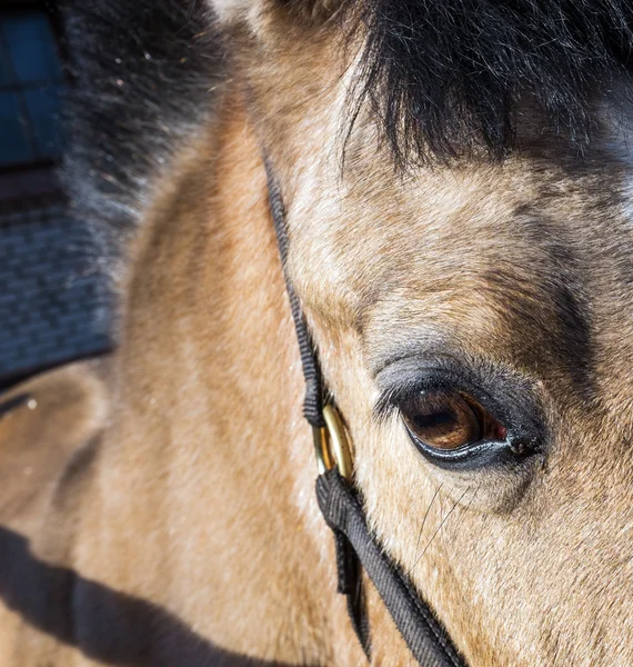 Eye of the horse close-up — Stock Photo, Image