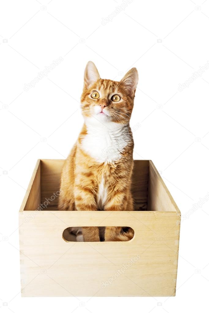 Cat in wooden box