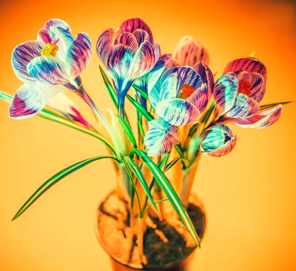 Färgglada crocus blomma vilda växt i studio skott — Stockfoto