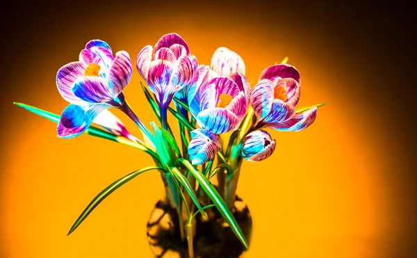 Цветущий цветок крокус в студии — стоковое фото