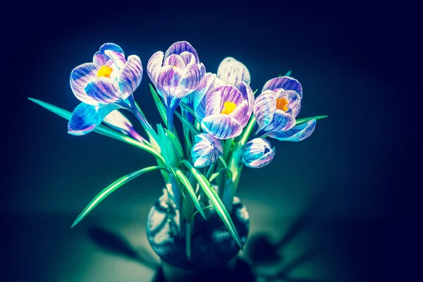 Kolorowy krokus kwiat dzikich roślin w studio, zdjęcia — Zdjęcie stockowe