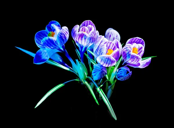 Farverige krokus vilde blomst plante i studie skudt - Stock-foto