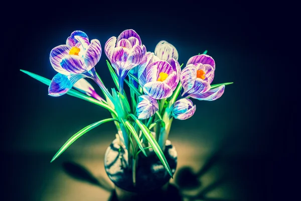 Kolorowy krokus kwiat dzikich roślin w studio, zdjęcia — Zdjęcie stockowe