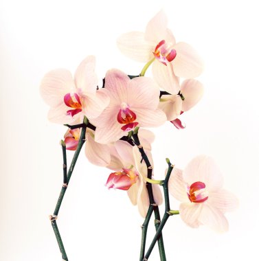 Beyaz üzerine pembe orkide. Seçici odak. Dof, biraz.