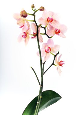 Beyaz üzerine pembe orkide. Seçici odak. Dof, biraz.