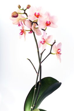 Beyaz üzerine pembe orkide. Seçici odak. Dof, biraz.