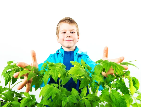 Happy spring gardening boy with seedlings and tools on white background. — Stock Photo, Image