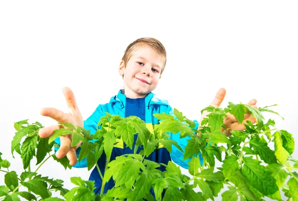 Menino de jardinagem primavera feliz com mudas e ferramentas no fundo branco . — Fotografia de Stock