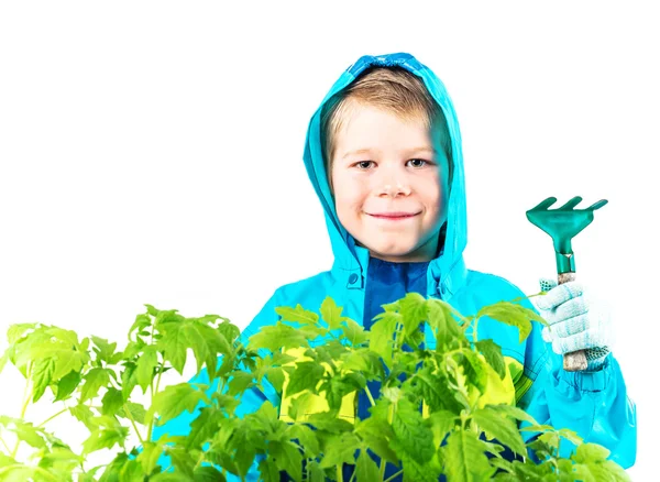 Happy spring gardening boy with seedlings and tools on white background. — Stock Photo, Image